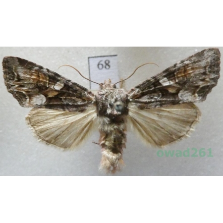 Lacanobia contigua (Denis & Schiffermüller, 1775) Czech68
